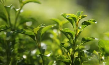 Ingredient Image